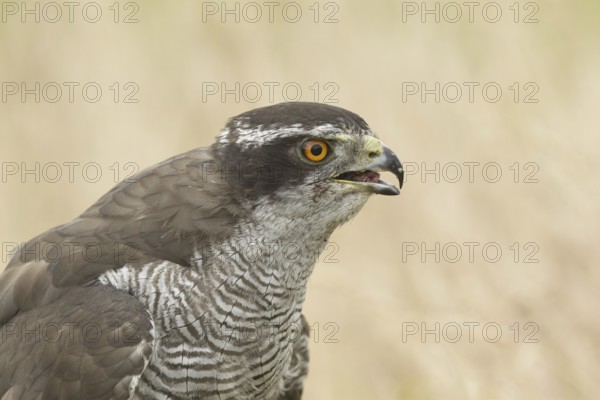 Northern Goshawk (Accipiter gentilis), Rhineland-Palatinate, Germany