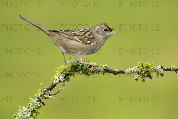 Golden-crowned Sparrow (Zonotrichia atricapilla), British Columbia, Canada