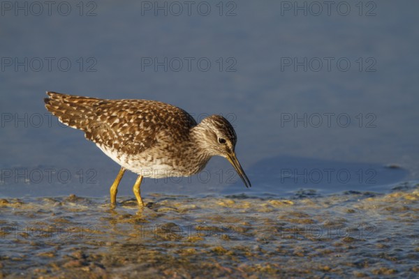 Wood Sandpiper (Tringa glareola) foraging, Netherlands