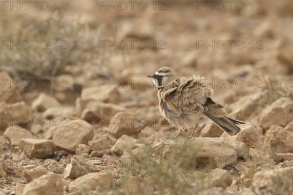 Temminck's Lark (Eremophila bilopha), Morocco