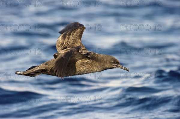 Sooty Shearwater (Ardenna grisea) flying, Eilat, Israel