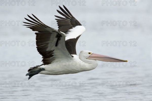 Australian Pelican (Pelecanus conspicillatus) flying, Victoria, Australia