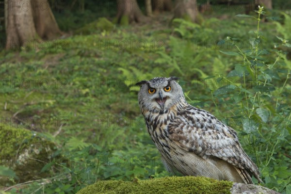 Eurasian Eagle-Owl (Bubo bubo) captive, Schwyz, Switzerland