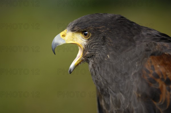 Wüstenbussard (Parabuteo unicinctus) Portrait, rufend, captive, Heimat: Südwesten der USA, Mittel- und Südamerika, Oktober, captive (D)