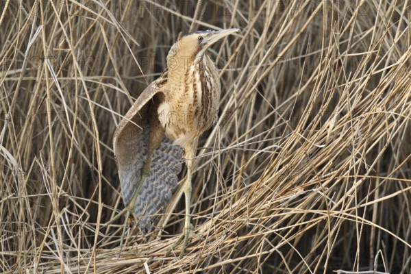 Eurasian Bittern (Botaurus stellaris), Hesse, Germany
