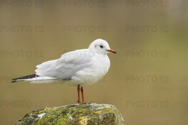 Black-headed Gull (Chroicocephalus ridibundus), Thurgovia, Switzerland