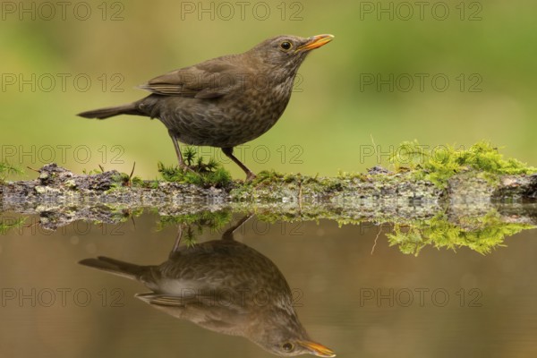 Common Blackbird (Turdus merula) female, Utrecht, Netherlands