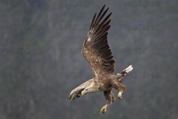 Seeadler; lat. Haliaeetus albicilla; im Abwärtsflug vor einer Steilwand des Romsdalfjord