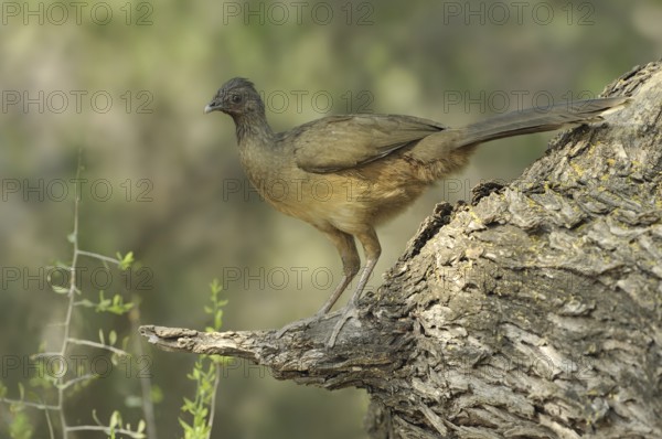 Plain Chachalaca (Ortalis vetula mccalli), Texas, USA