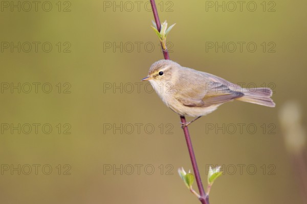 Common Chiffchaff (Phylloscopus collybita), Germany