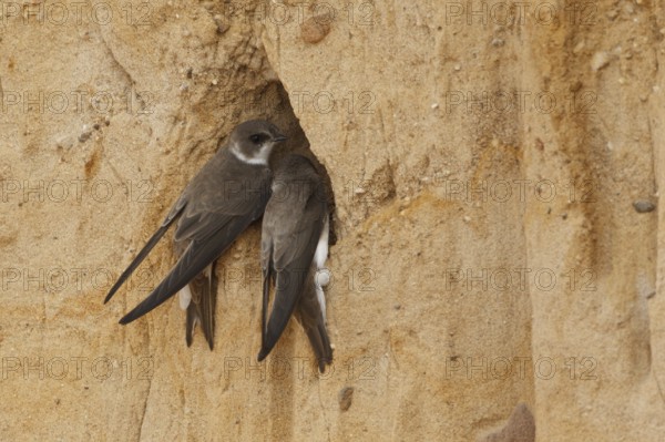 Sand Martin (Riparia riparia), Rhineland-Palatinate, Germany