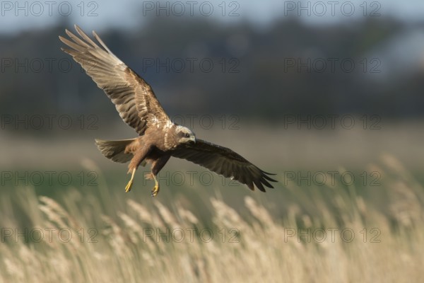 Western Marsh Harrier (Circus aeruginosus) female flying, Schleswig-Holstein, Germany
