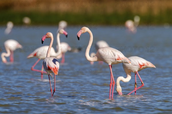 Greater Flamingo (Phoenicopterus roseus), Castile-La Mancha, Spain