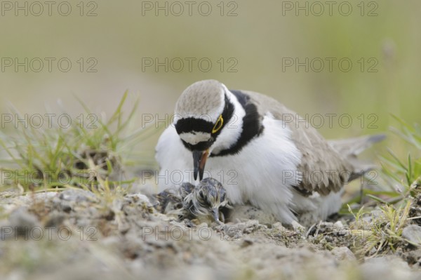 Little Ringed Plover (Charadrius dubius) with chick, North Rhine-Westphalia, Germany