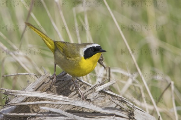 Common Yellowthroat (Geothlypis trichas), British Columbia, Canada