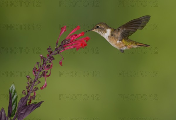 Female Volcano Hummingbird (Selasphorus flammula) San Gerrardo de Dota, Costa Rica