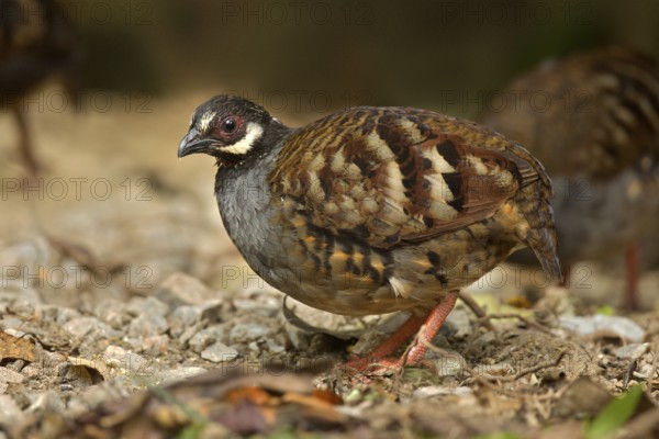 Malaysian Partridge (Arborophila campbelli), Pahang, Malaysia
