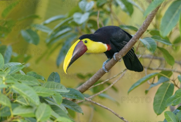 Black-manabilled Toucan (Ramphastos ambiguus) - at Laguna Lagarto Lodge near Boca Tapada, Costa Rica
