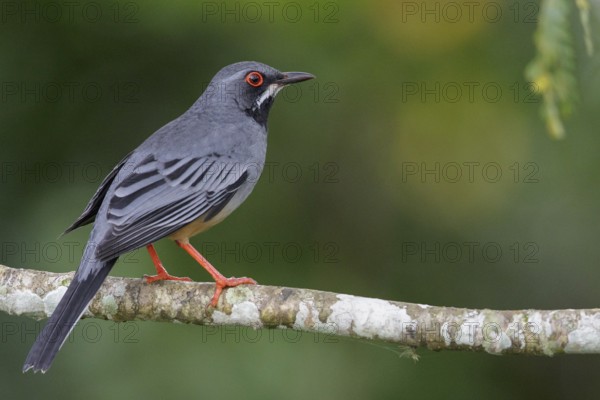 Red-legged Thrush (Turdus plumbeus) perched on a branch in Cuba