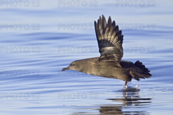Sooty Shearwater (Ardenna grisea) flying, British Columbia, Canada