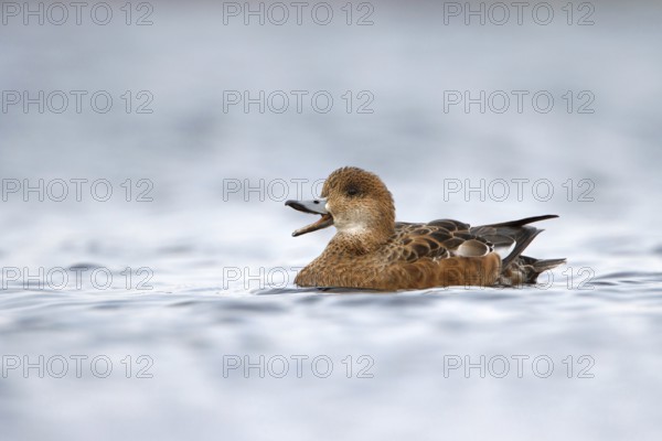 Eurasian Wigeon (Mareca penelope) female, Utrecht, Netherlands