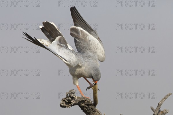 Pale Chanting Goshawk (Melierax canorus), Oshikoto, Etosha National Park, Namibia