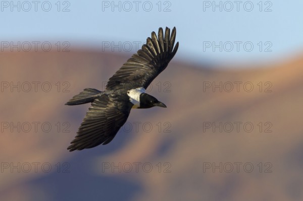 Pied Crow (Corvus albus) flying, Hardap, Namib-Naukluft National Park, Namibia