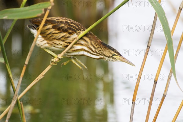 Little Bittern (Ixobrychus minutus) juvenile foraging, Thuringia, Germany