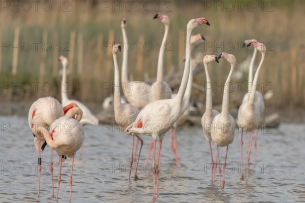 A group of flamingos in full courtship display in a wetland habitat on a clear day. The scene captures the essence of wildlife in serene surroundings. Saintes Maries de la Mer, Arles, Bouches du Rhone, Provence Alpes Cote d'Azur, France