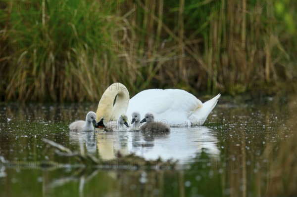 A swan feeding its chicks in the water, surrounded by green vegetation, Mute Swan, (cygnus olor), wildlife, Germany