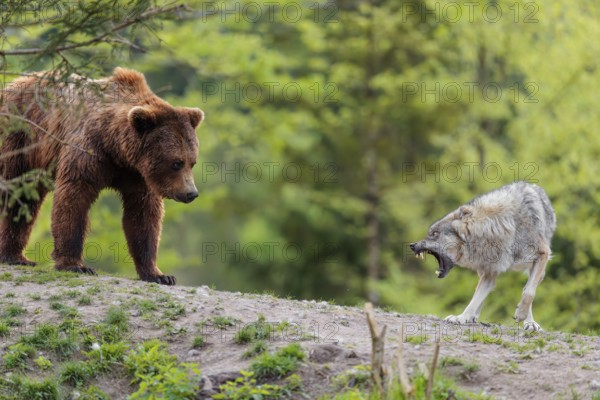 A Eurasian gray wolf (Canis lupus lupus) encounters a European brown bear (Ursus arctos arctos) in a green meadow and shows aggression, leading to a short fight without injuries