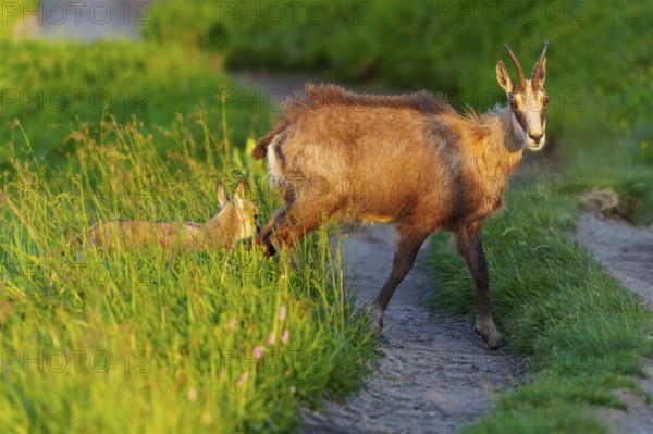 Chamois with young next to a narrow path in the evening light, chamois, chamois, (Rupicapra rupicaprae), wildlife, Vosges, France