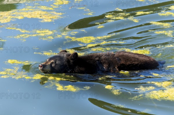 A bear swimming in the water surrounded by algae, black bear (Ursus (genus) France