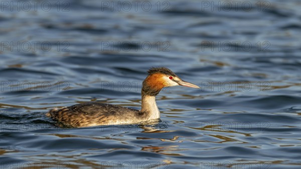 Great crested grebe (Podiceps scalloped ribbonfish) swimming on a lake, Reintaler See, Breitenbach, Tyrol, Austria