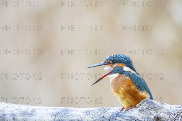 Kingfisher (Alcedo atthis) Germany