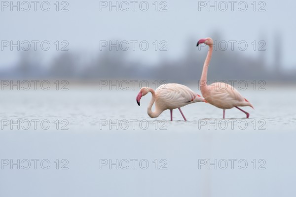 High in the north... Pink flamingos (Phoenicopterus roseus) from the Zwillbrocker Venn, northernmost breeding occurrence, northernmost colony, in their wintering grounds on the IJsselmeer in the Netherlands, rarity, native nature, IJsselmeer, Netherlands, Germany, Western Europe