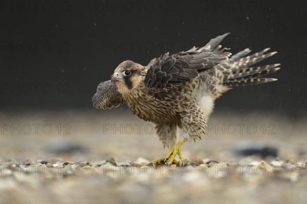 Rain dance... Peregrine falcon (Falco peregrinus), native bird of prey, young falcon, fledged young bird on a gravel roof, shakes out the wet plumage when it rains, still has remains of the last meal on the beak, peregrine falcons are often the target of illegal persecution of birds of prey, native nature, Lower Rhine, Rhineland, North Rhine-Westphalia, Germany, Western Europe