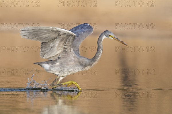 Western Reef Heron (Egretta gularis), Eilat, Israel