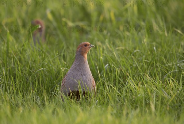 Grey Partridge (Perdix perdix) perched in grass field, North Rhine-Westphalia, Germany