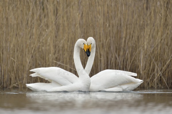 Whooper Swan (Cygnus cygnus) pair displaying, Netherlands