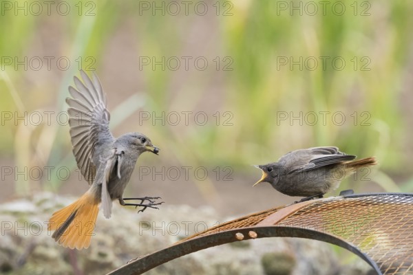 Female black redstart (Phoenicurus ochruros) approaching to feed a young bird on a wire mesh, Hesse, Germany