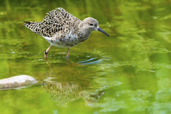 Bird in the green reflected in calm water, ruff (Calidris pugnax, Syn.: Philomachus pugnax), courtship display, France