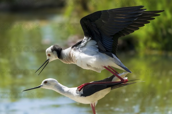 A pair of birds in flight and mating behaviour over a pond, black-winged Black-winged Stilt (Himantopus himantopus), France