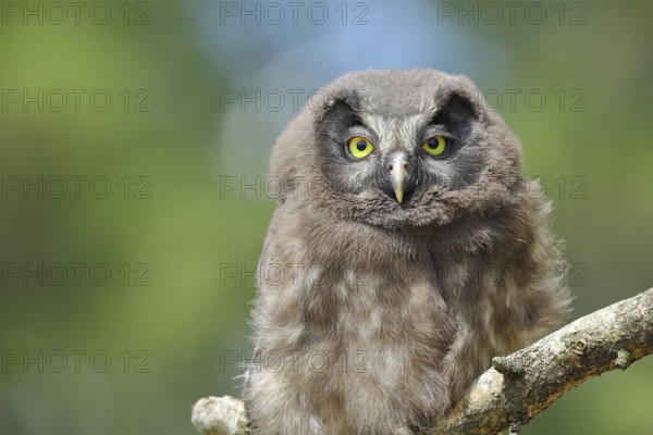 Great horned owl (Aegolius funereus), young bird sitting on a branch, Rothaargebirge, Rothaarsteig, North Rhine-Westphalia, Germany