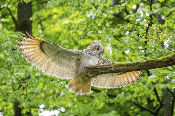 Western Siberian eagle-owl (Bubo bubo sibiricus) landing on a tree, captive, Bavaria, Germany