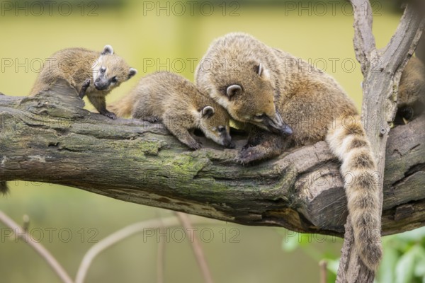 South American coati (Nasua nasua) mother with its youngsters on an old tree trunk, captive, Zoo Augsburg