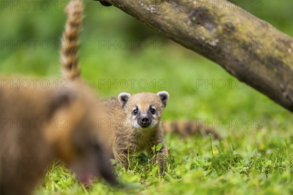 South American coati (Nasua nasua) youngster standing on the ground, captive, Zoo Augsburg