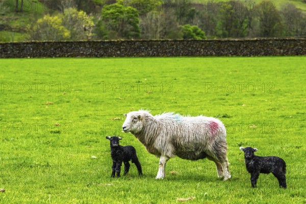 Sheep and farm in Lake District National Park, Coniston Water, Cumbria, England, United Kingdom
