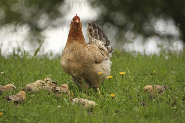 Domestic chicken with a few days old young ones looking for food in a meadow, free-range, organic farming, Lower Austria, Austria, Lower Austria, Austria