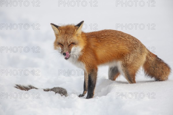 Red fox (vulpes vulpes), Fox hunting eastern gray squirrel (sciurus carolinensis) in winter. Province of Quebec, Canada, North America
